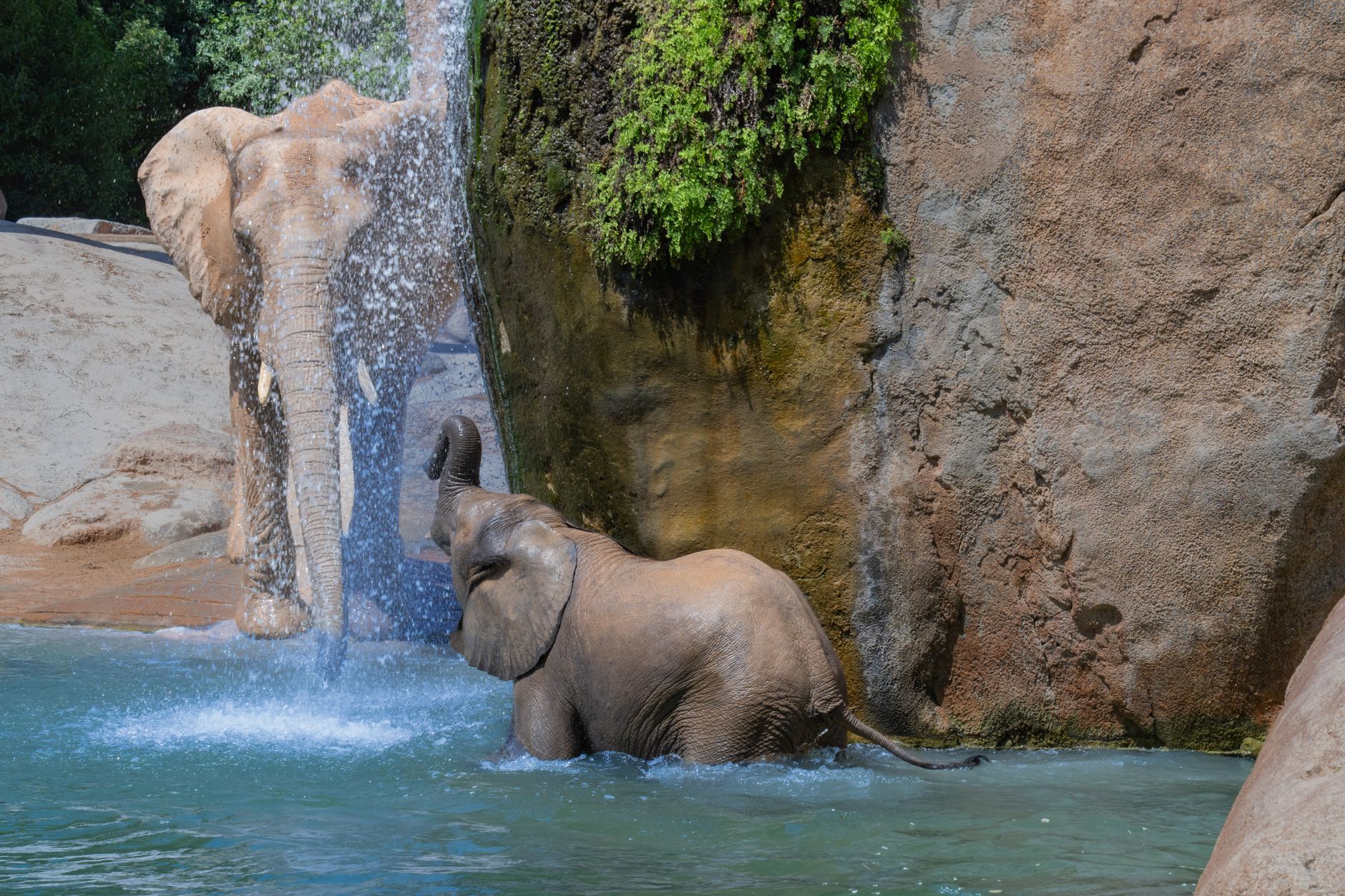 Sloni hrající ve vodě v Bioparc Valencia