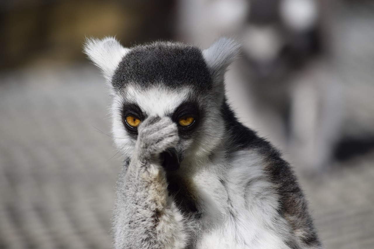 Lemur i Bioparc Valencia i en kontemplativ pose