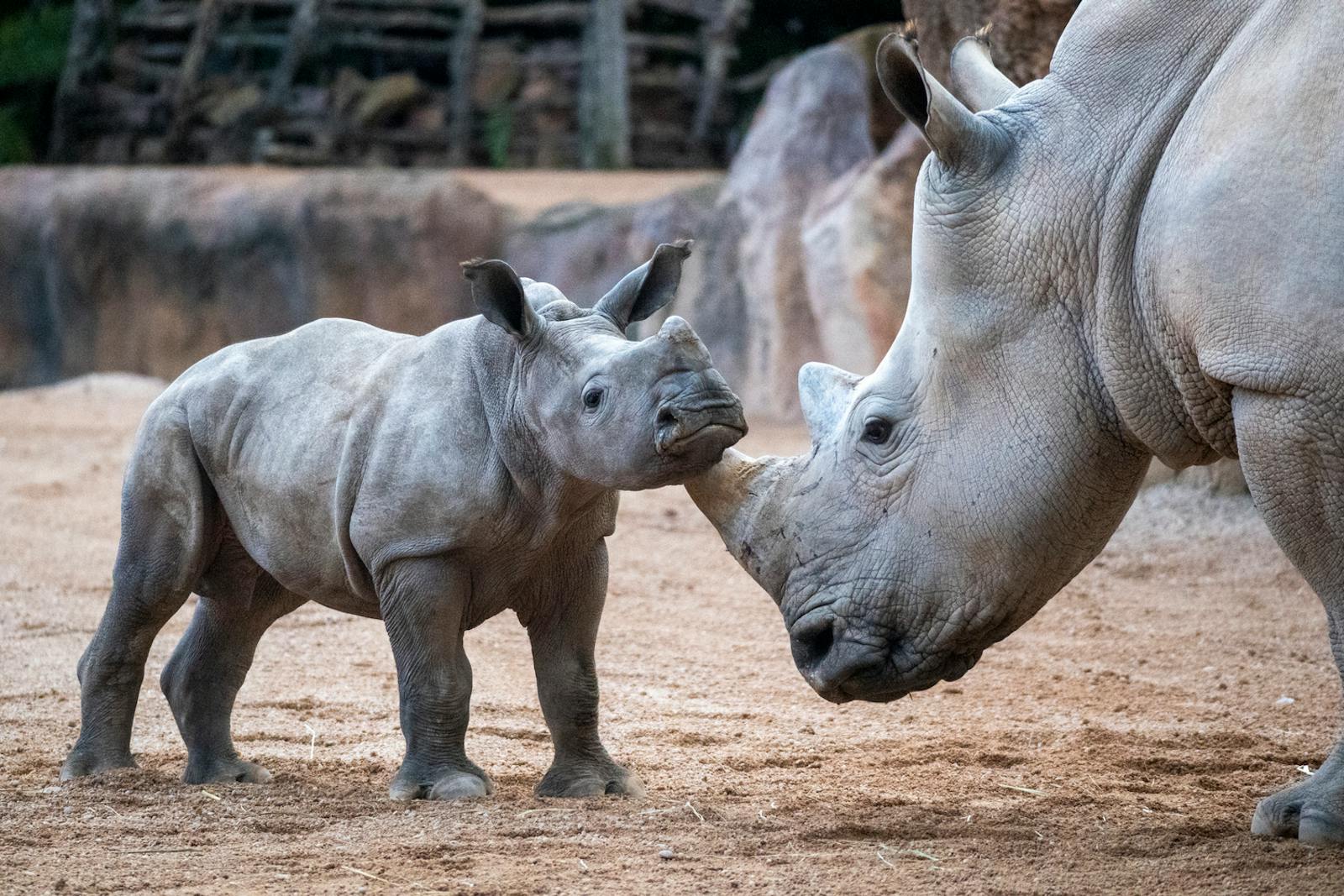 Junges Nashorn und seine Mutter im Bioparc Valencia