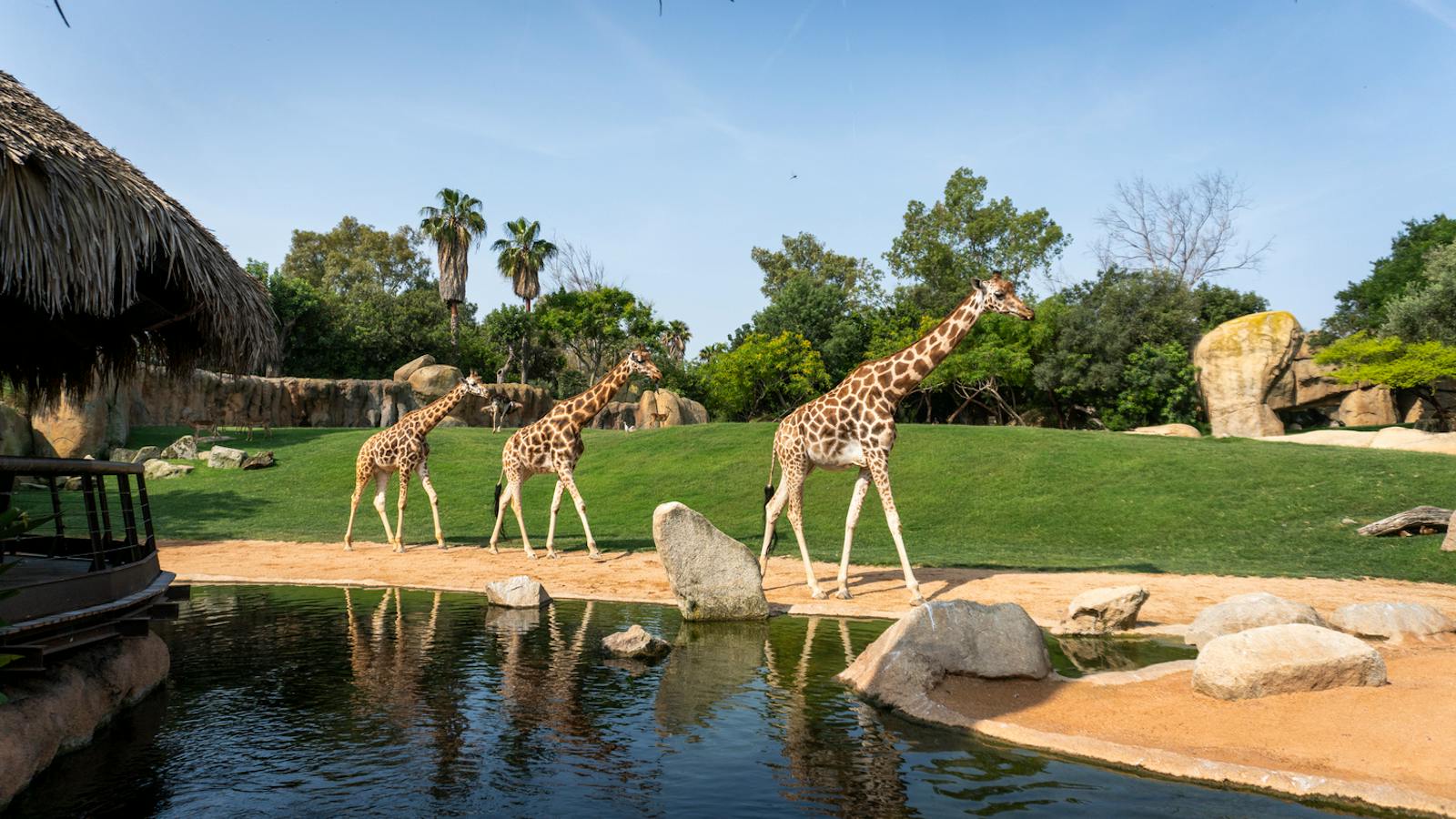 Trois girafes au bord de l'eau dans le Bioparc Valencia