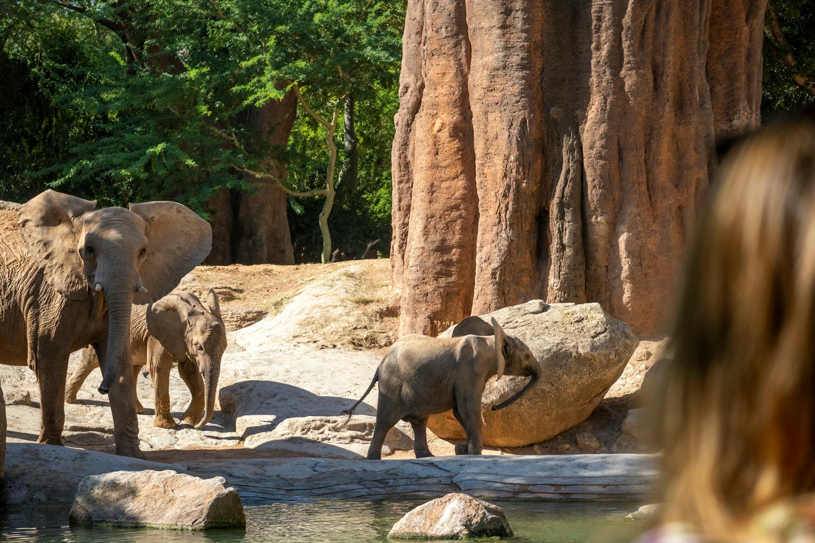 Éléphants africains dans l'habitat du Bioparc Valencia