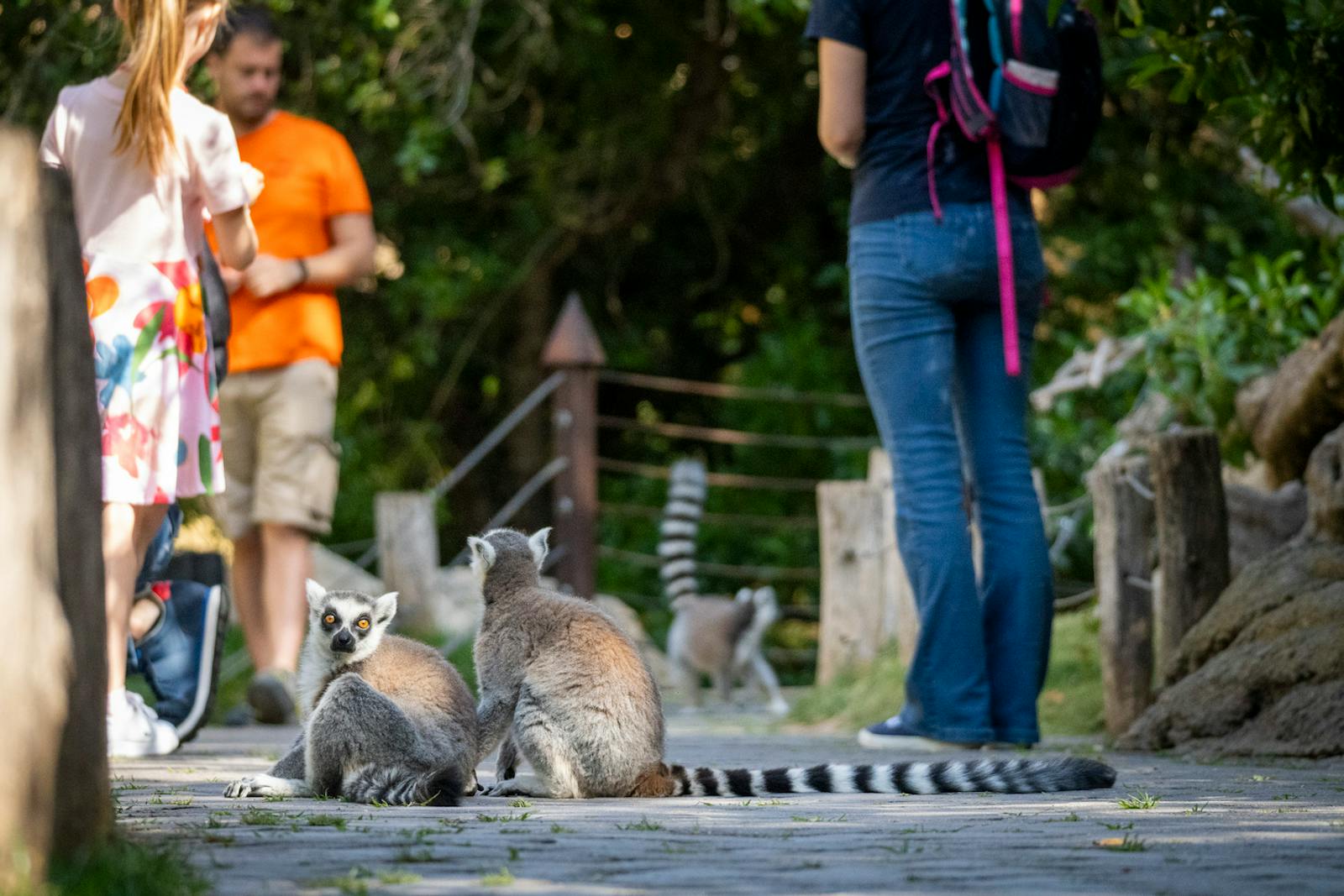 Lémuriens en interaction avec les visiteurs au Bioparc Valencia
