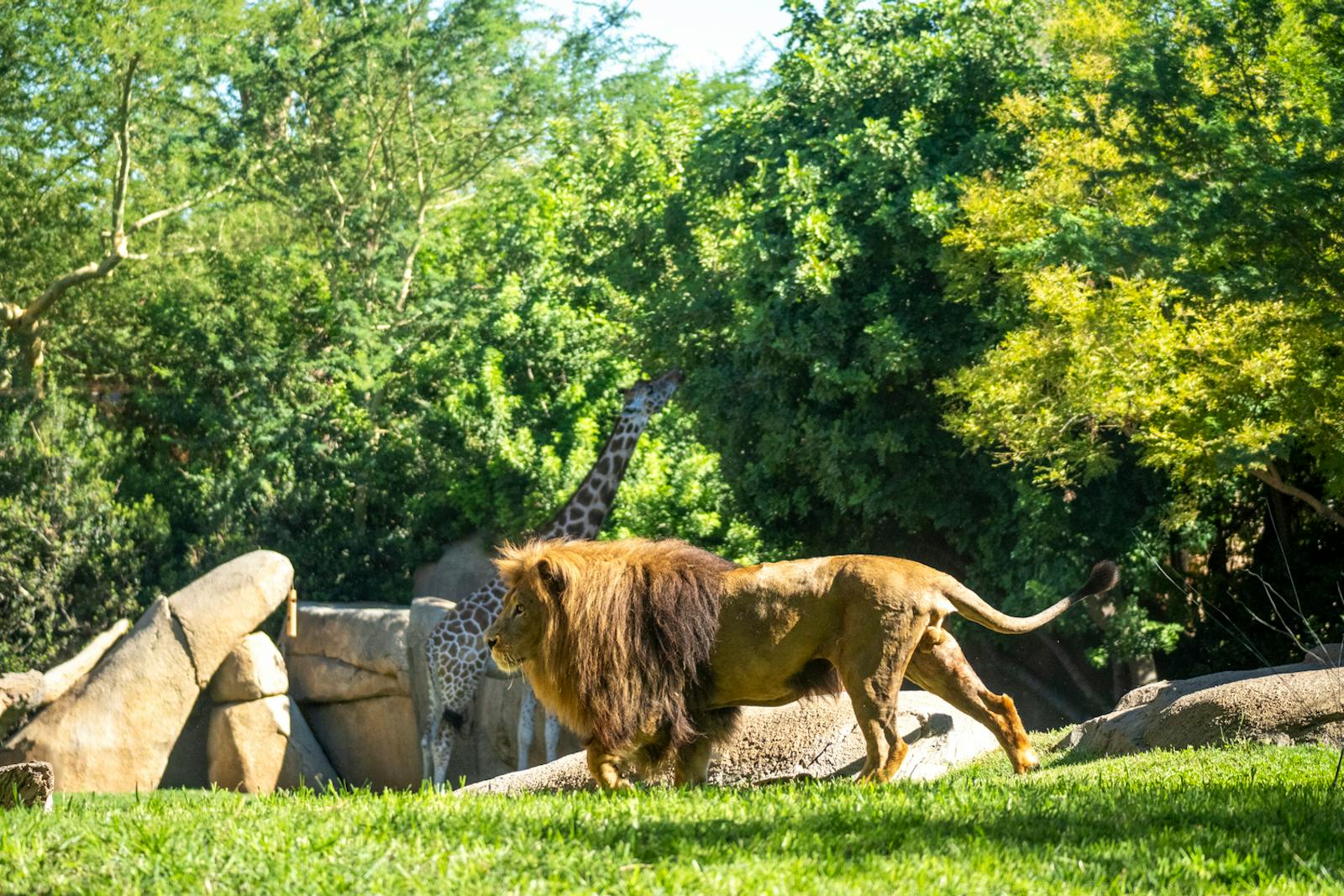 Un lion majestueux au premier plan du Bioparc Valencia