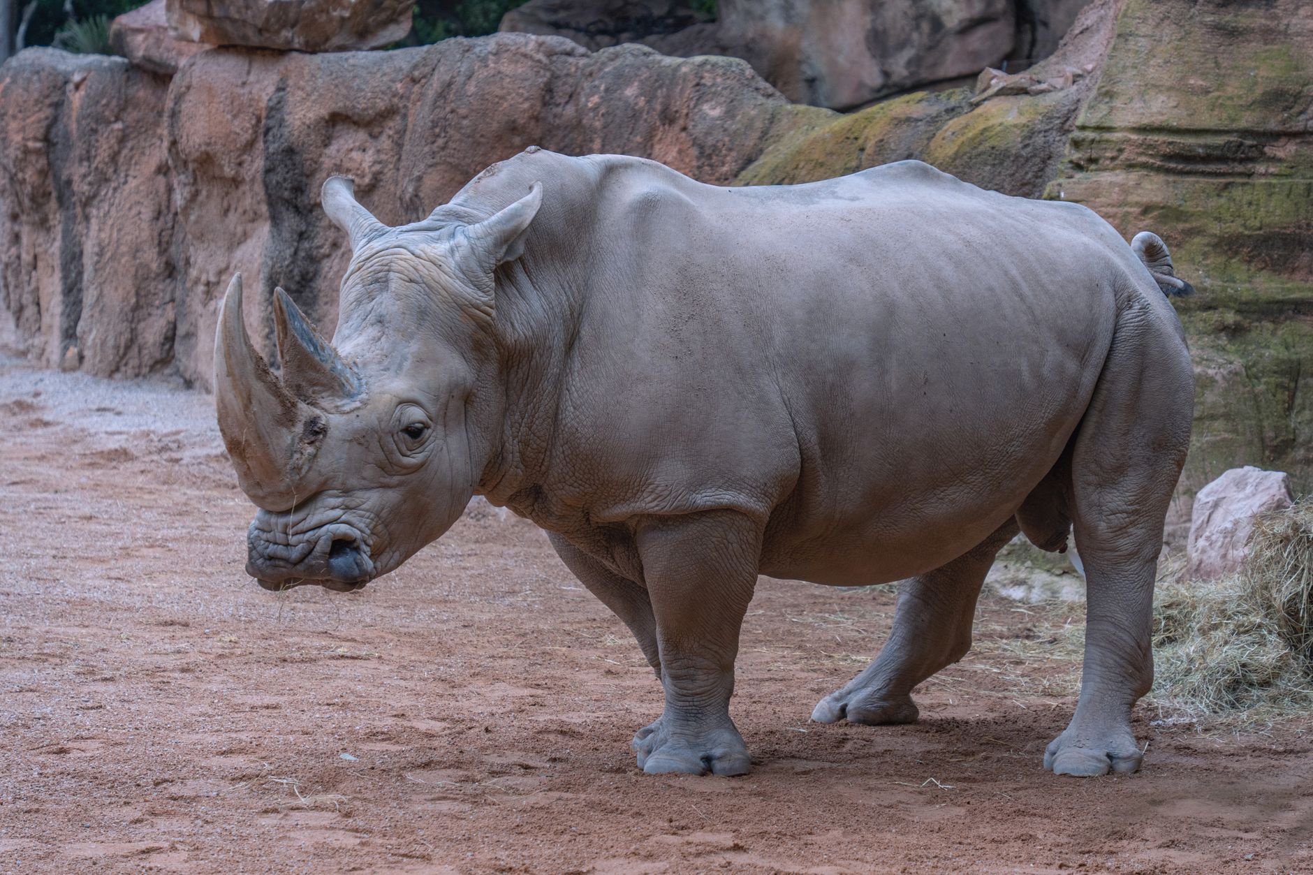 Un rhinocéros au premier plan dans le Bioparc Valencia