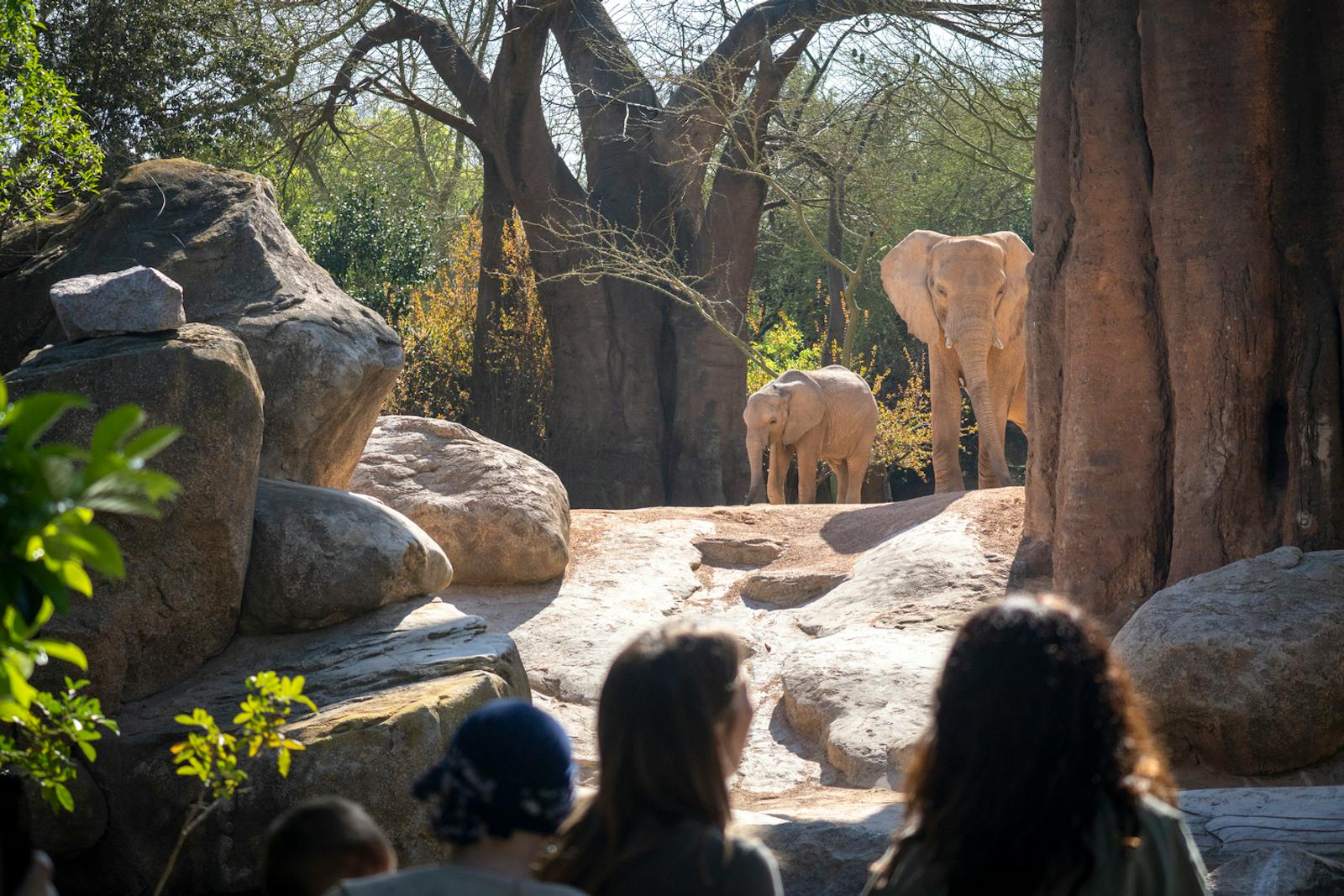 Visiteurs observant des éléphants dans le Bioparc Valencia