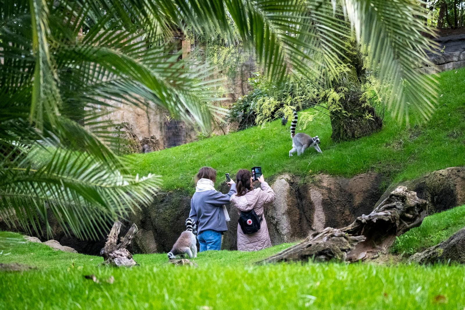 Visiteurs photographiant des lémuriens dans le Bioparc Valencia
