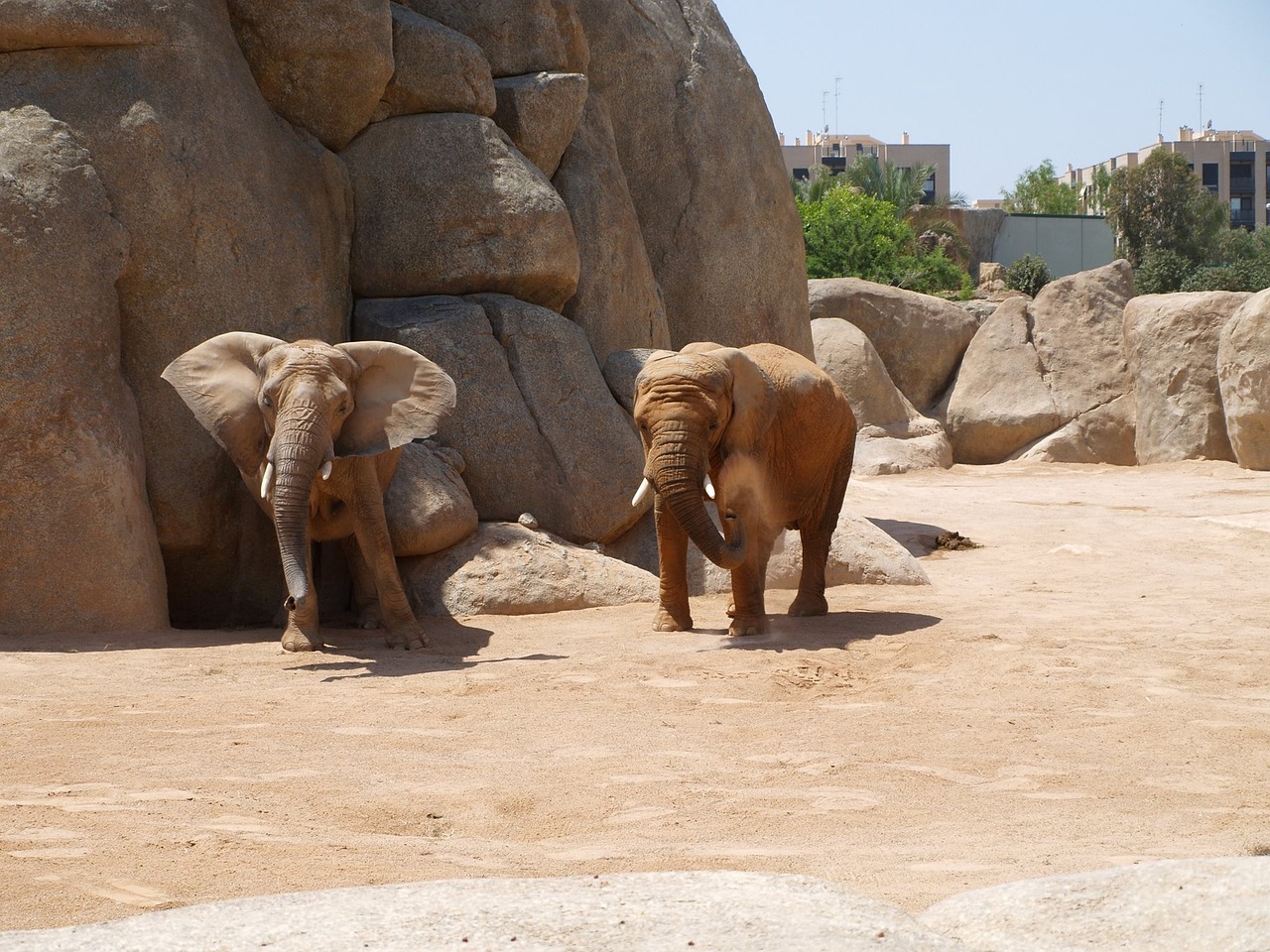 Elefanti nel Bioparc Valencia