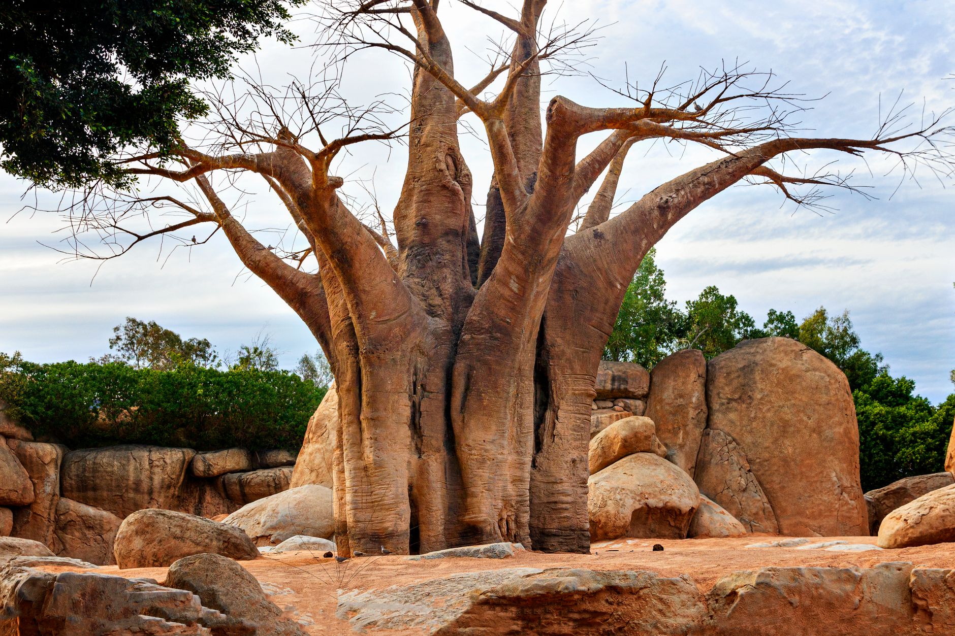 Bioparc Valencia 위엄 있는 나무 클로즈업