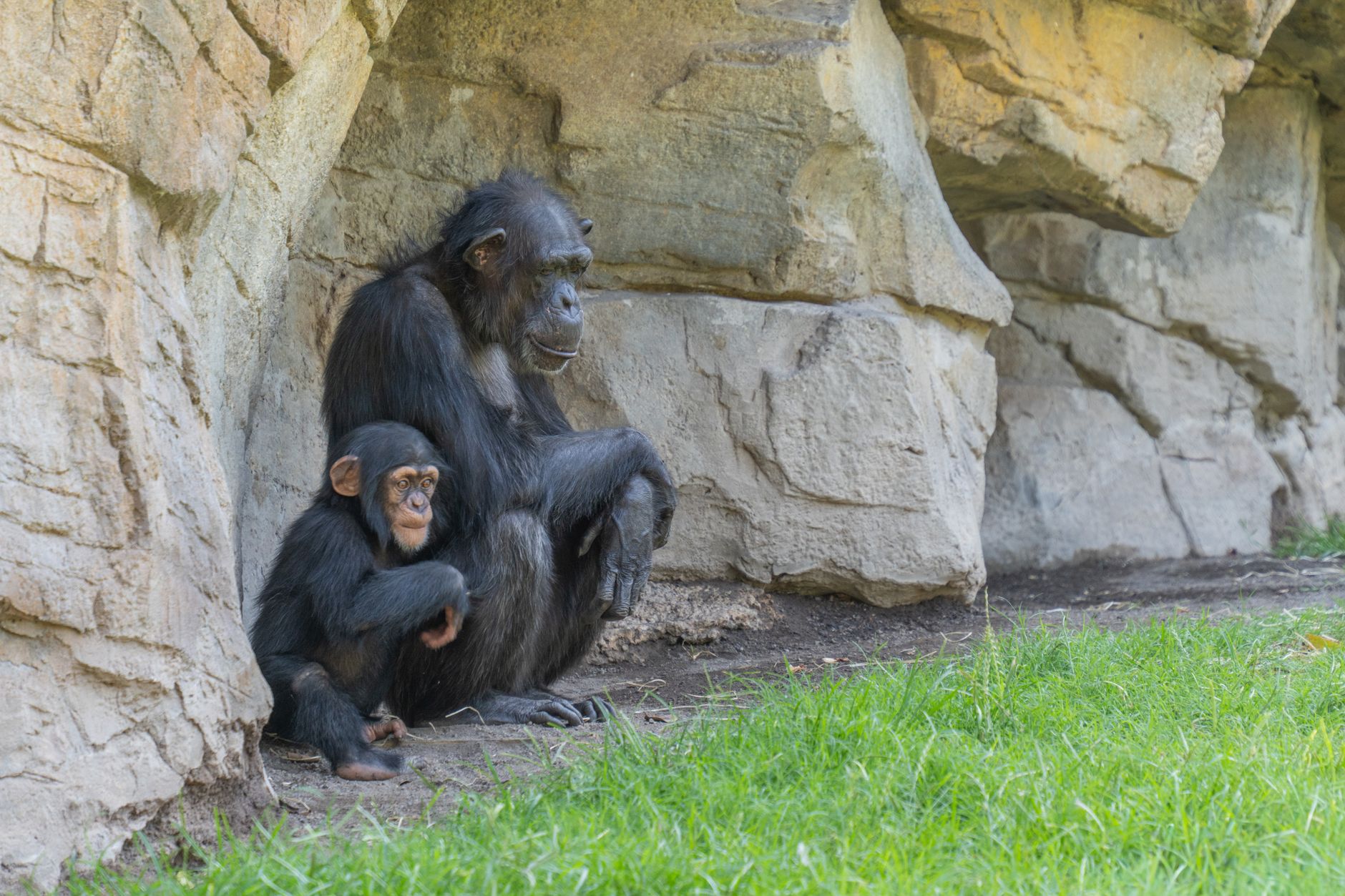 Bioparc Valencia 가족 단위의 두 마리 침팬지