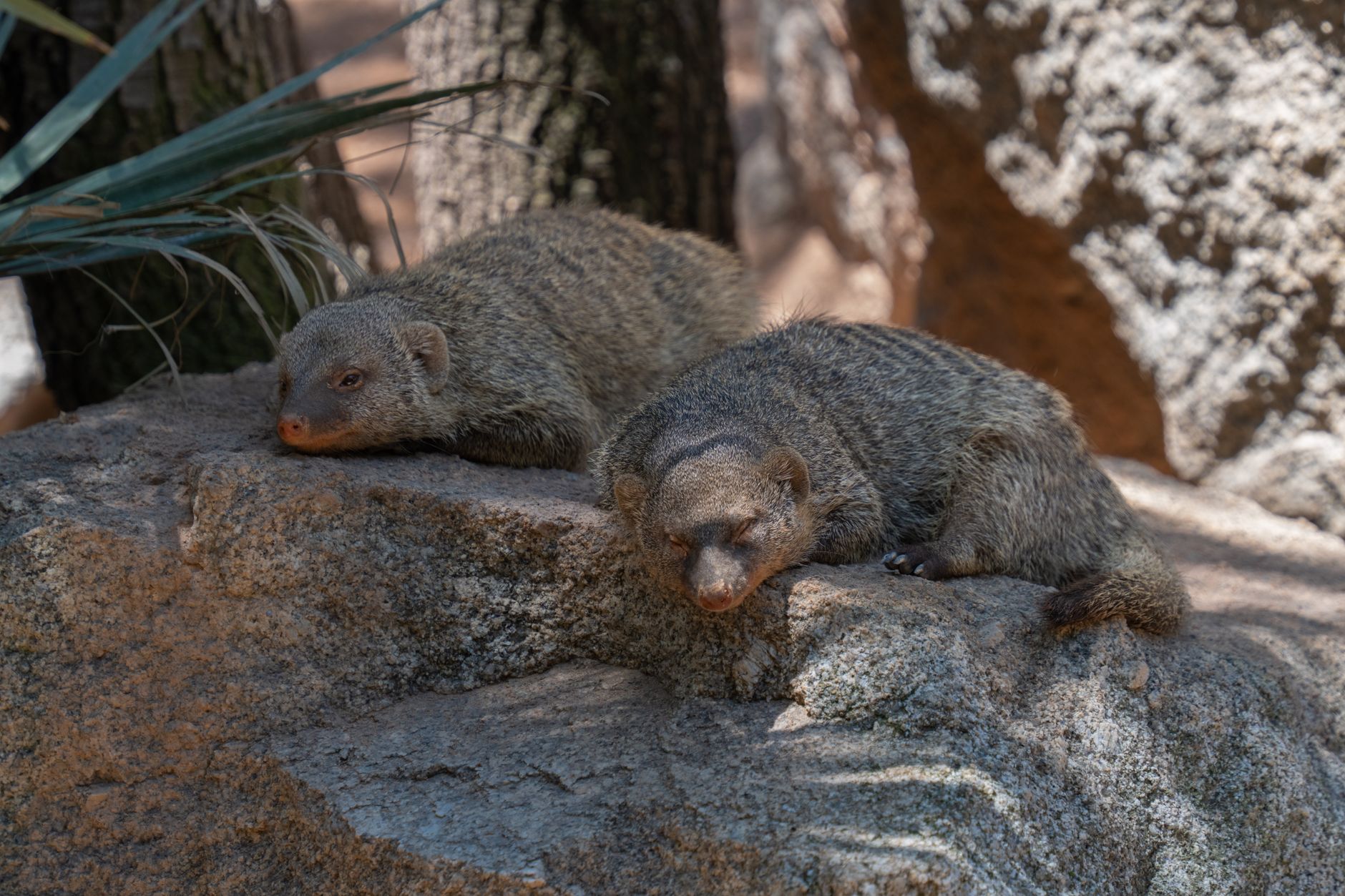 Bioparc Valencia 바위 위에서 잠자는 두 마리 밍크너구리