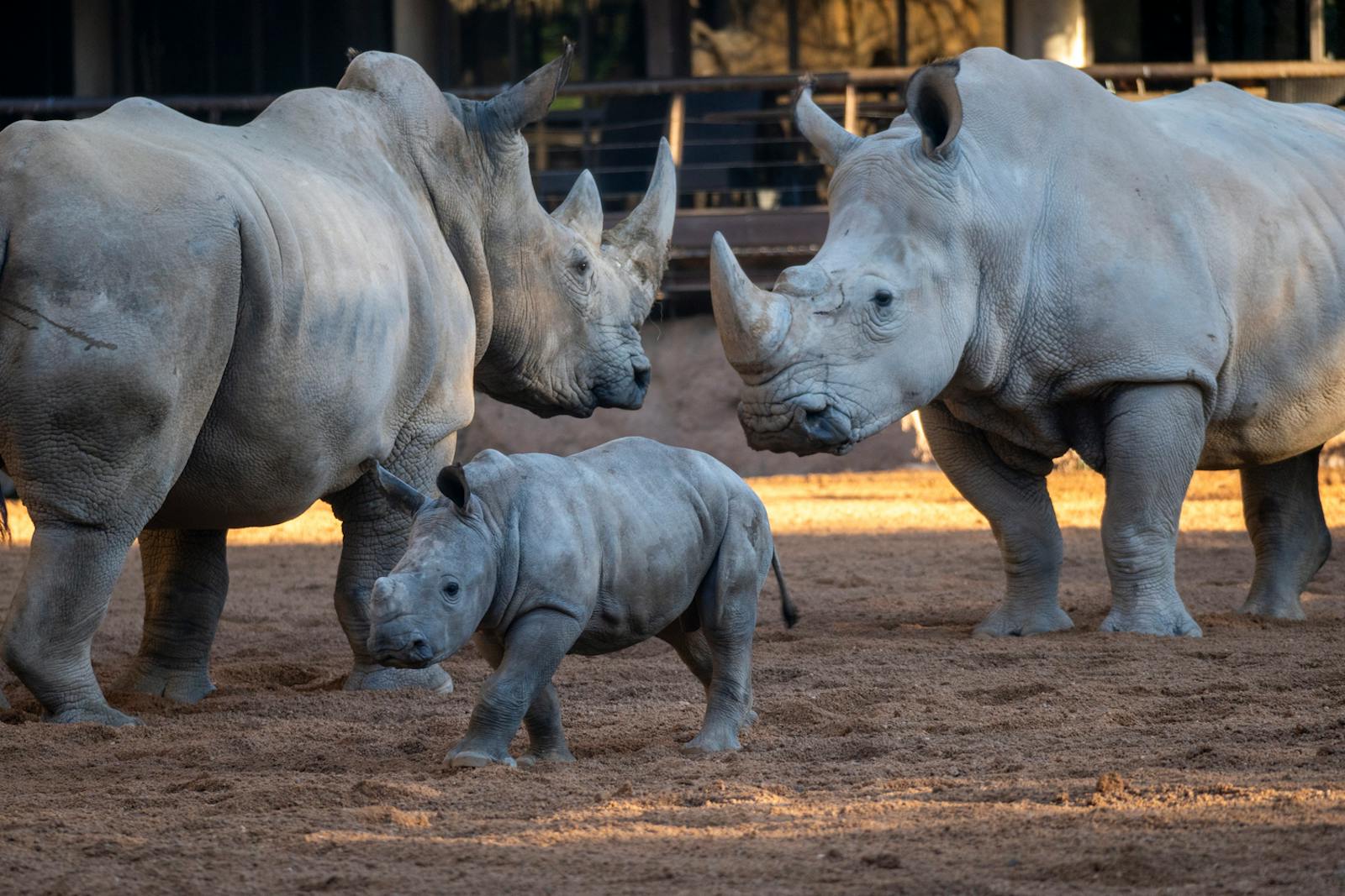 Rodzina nosorożców w wybiegu Bioparc Valencia