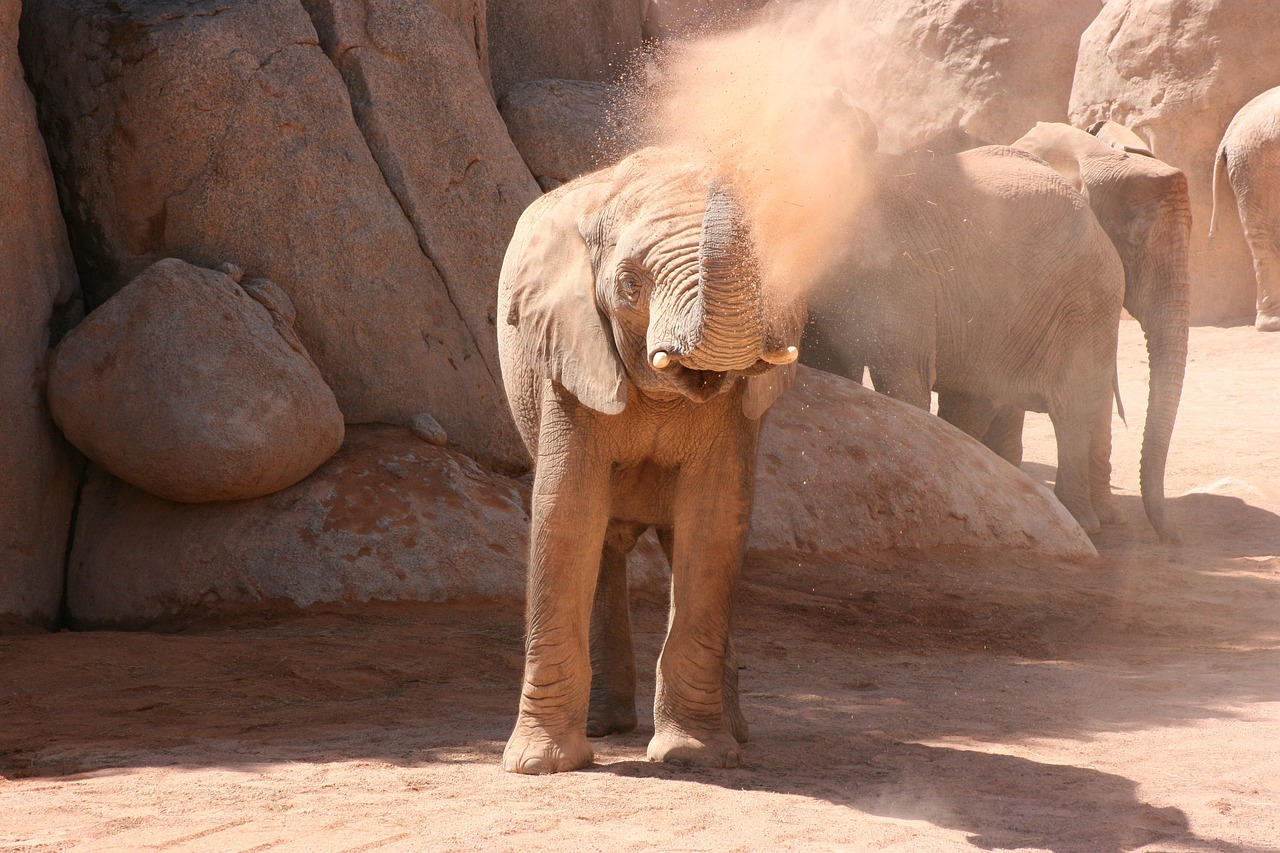 Słonie bawiące się w pyłu w Bioparc Valencia