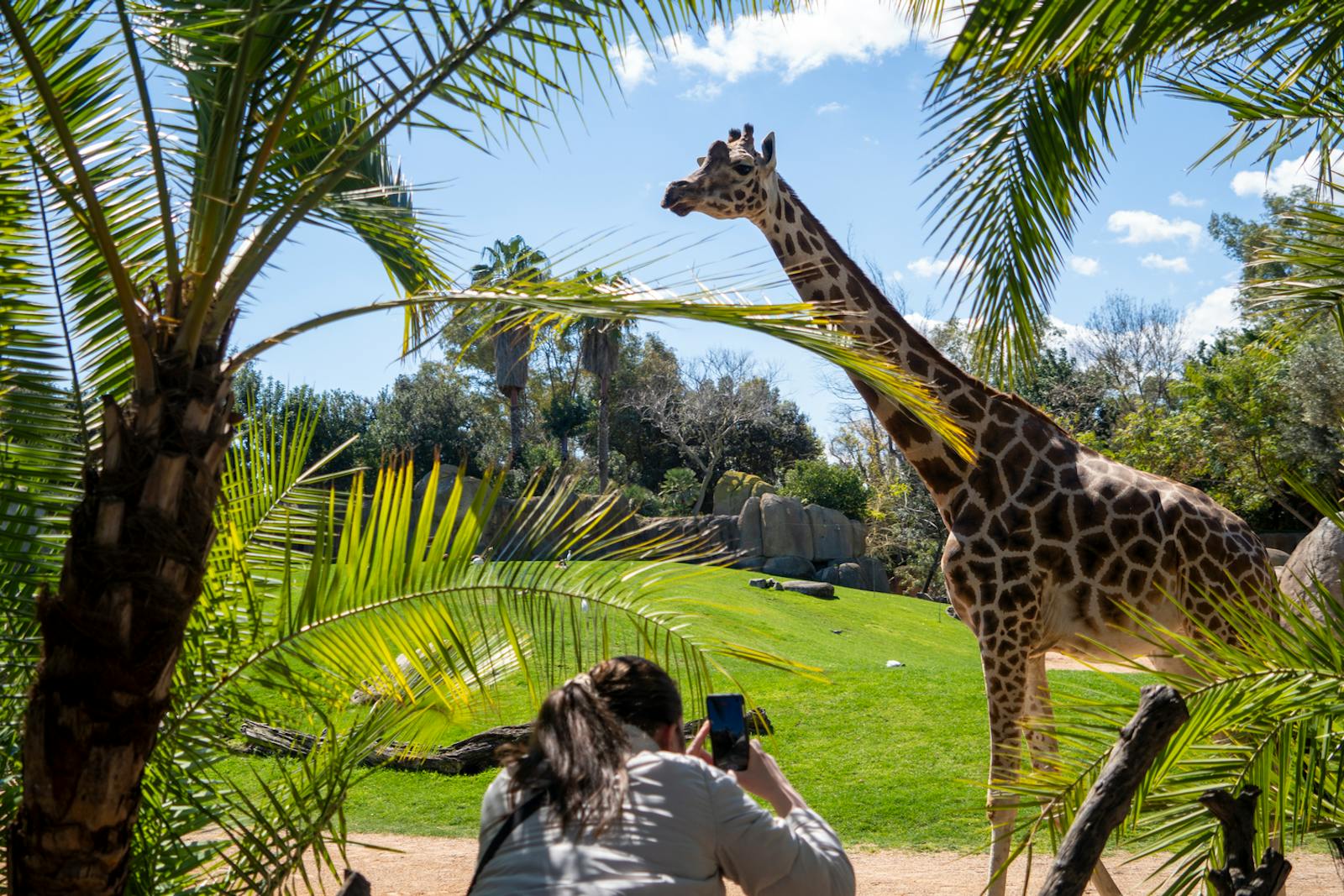 Visitante fotografando uma girafa no Bioparc Valencia