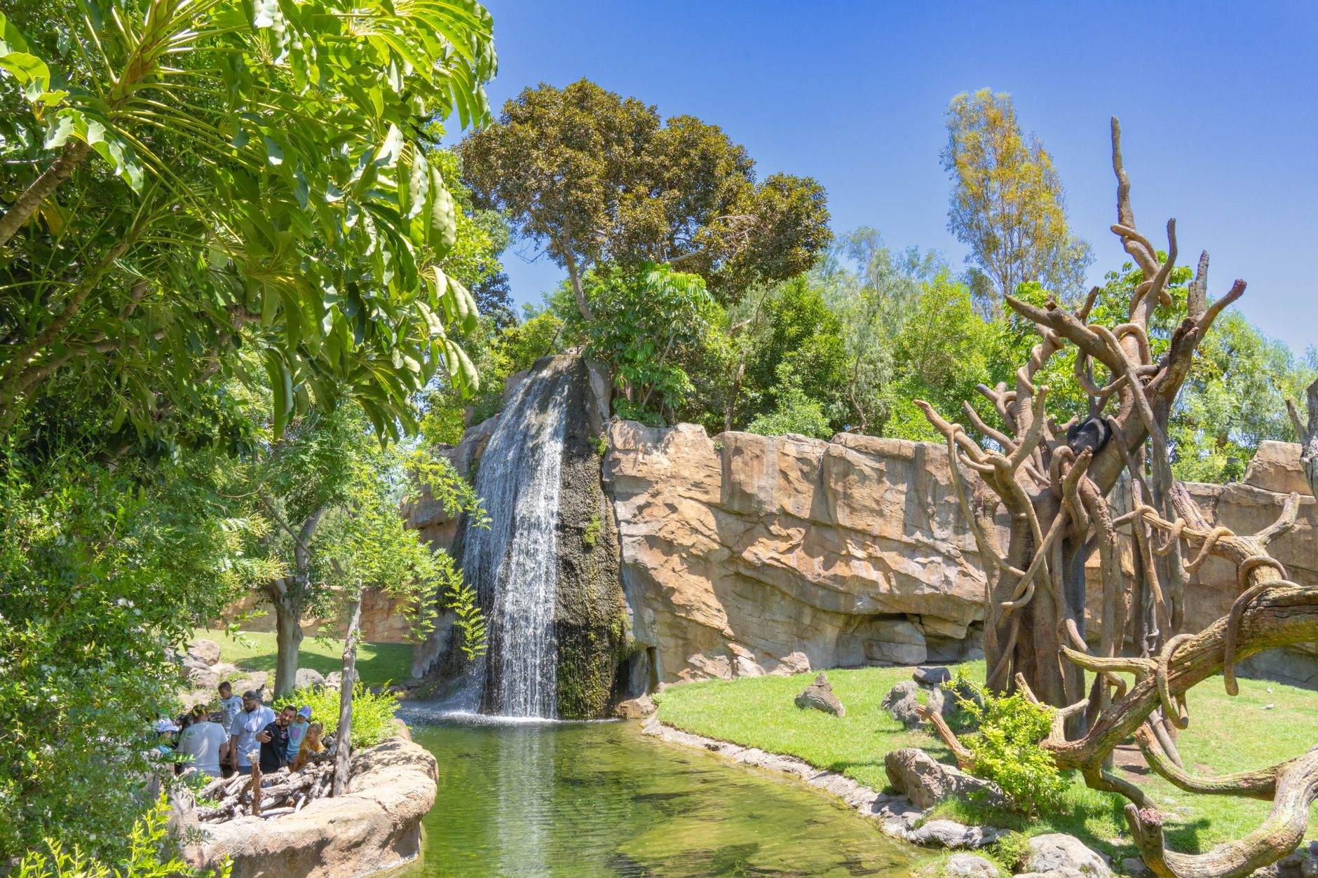 Cachoeira natural e macacos no Bioparc Valencia